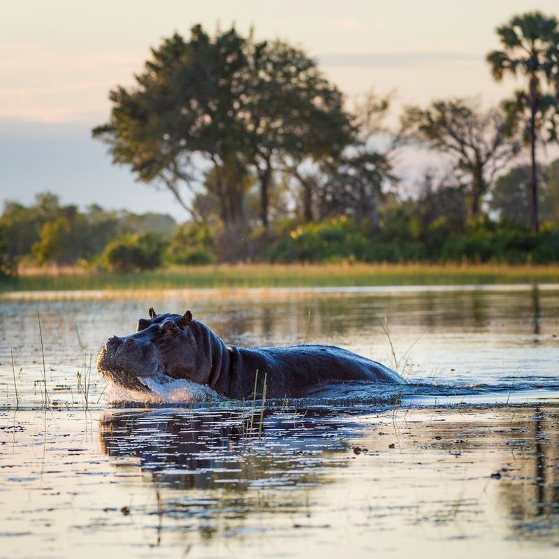 Flusspferd schwimmt in ruhigen Gewässern in der Nähe des Pelo Camps im Okavango-Delta, mit Palmen und üppiger Vegetation im Hintergrund.