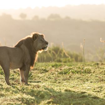 Eastern Cape Safari Reserves Compared