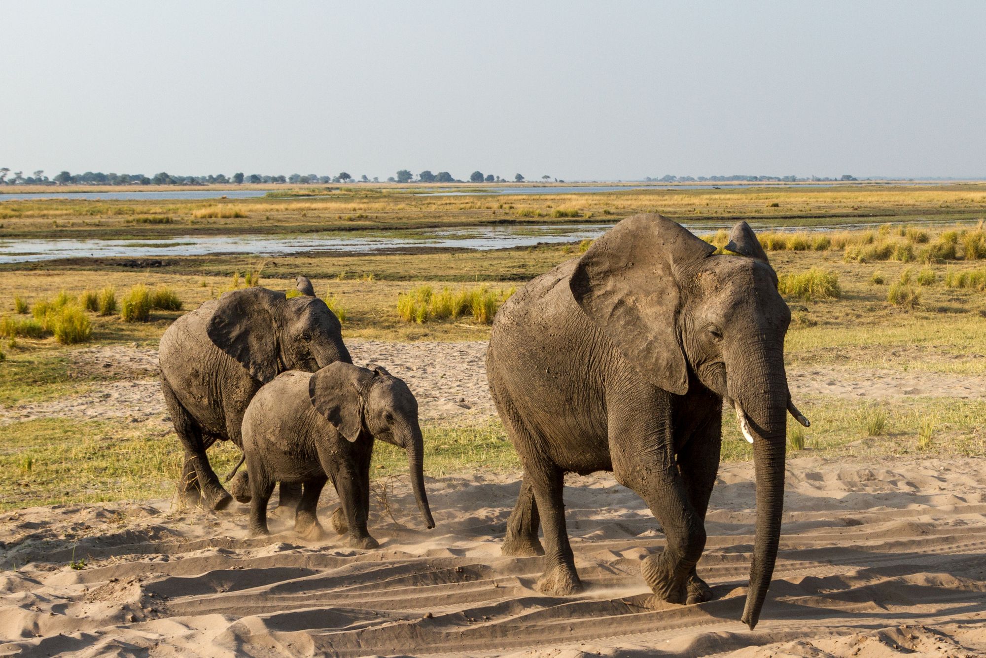 A Wilderness Retreat: Botswana’s Northern Highlights