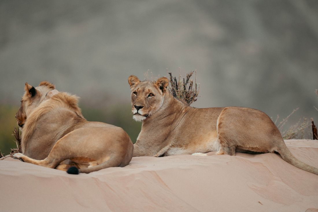 Two female lionesses recline on a sand dune in the Skeleton Coast National Park