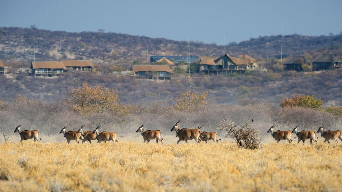 Un troupeau d'élans traversant la prairie en contrebas des chalets de Safarihoek, situés à flanc de colline.