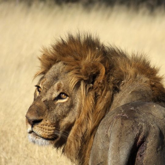 Two male lions with dark manes resting in golden savanna grass at Okavango Delta safari