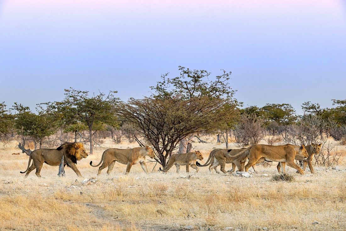 Un lion menant une troupe de lionnes à travers les herbes sèches et les buissons de mopane