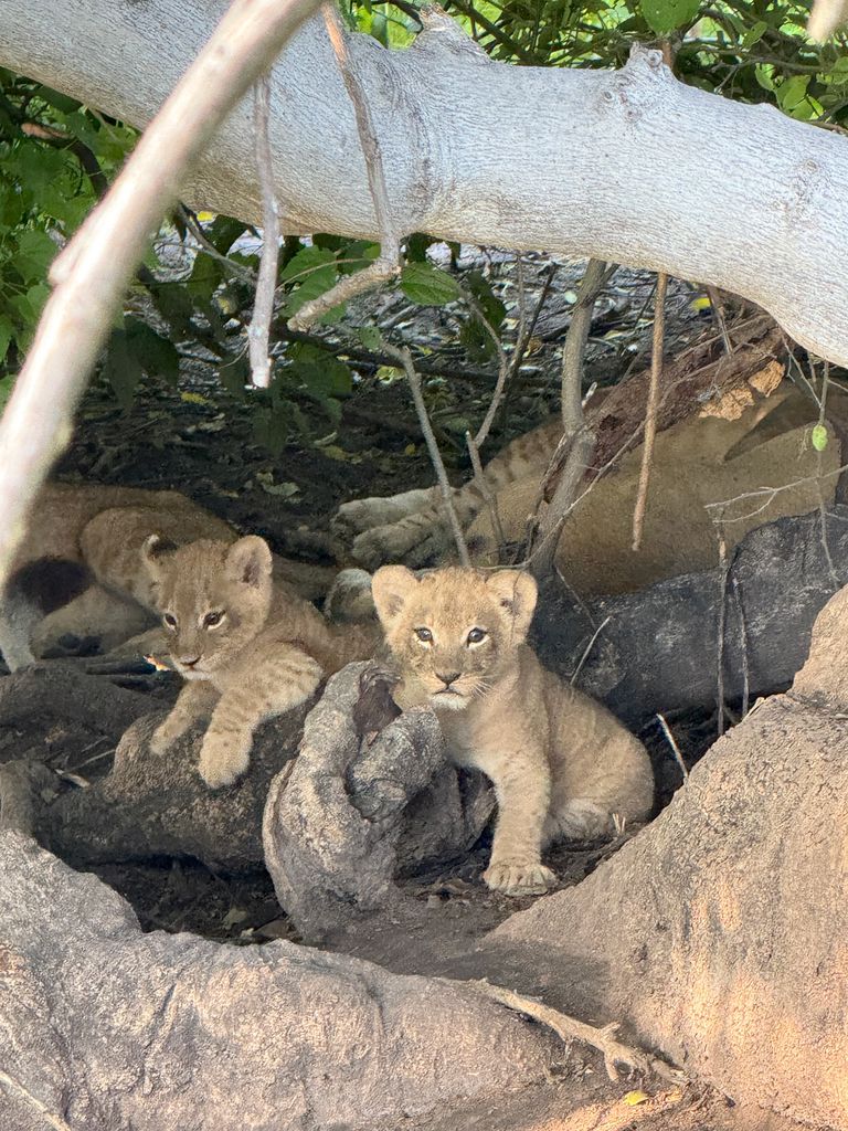 Lion cubs in a hide