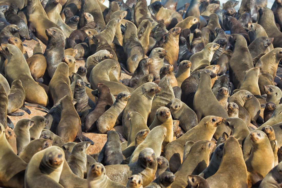 Hundreds of seals at the Cape Cross Seal Reserve