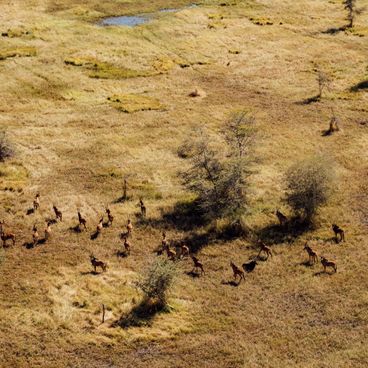 Aerial view of wildebeest herd grazing on golden savanna grasslands in Ruaha National Park
