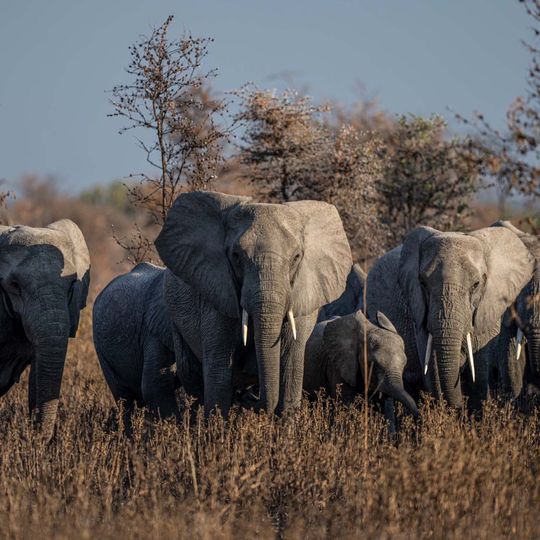 Herd of African elephants walking through dry grassland at Ruaha National Park near Usangu Expedition Camp