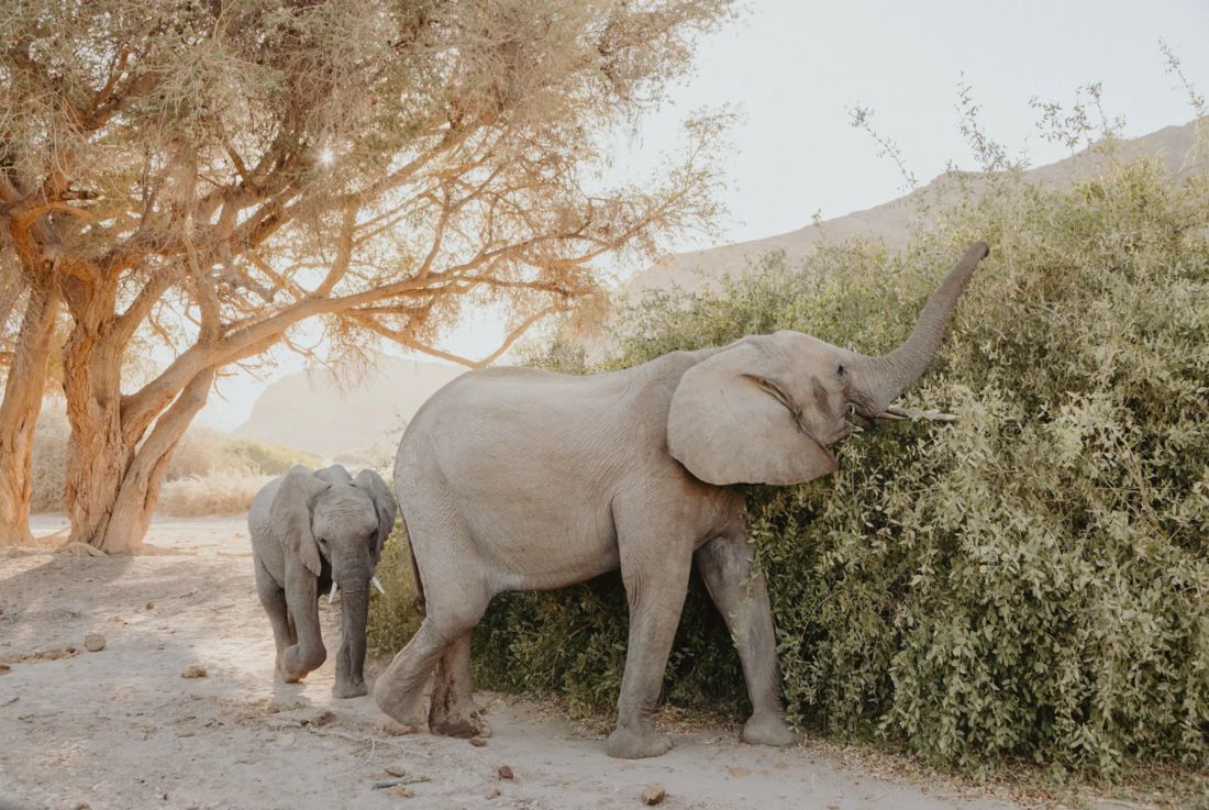 An elephant and calf in Damaraland next to a bush