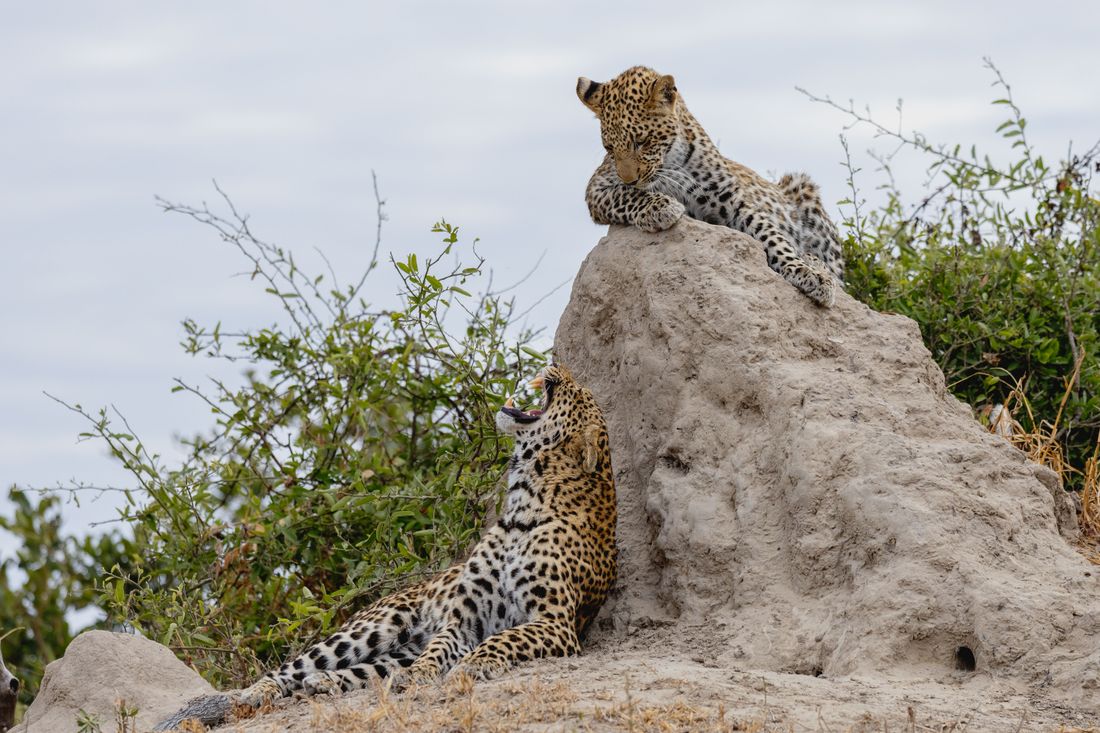 North Island Okavango with leopards playing