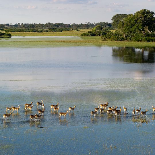 Watvögel suchen in der Hochwassersaison in den flachen Auen des Okavango-Deltas in der Nähe des Pelo Camps nach Futter.