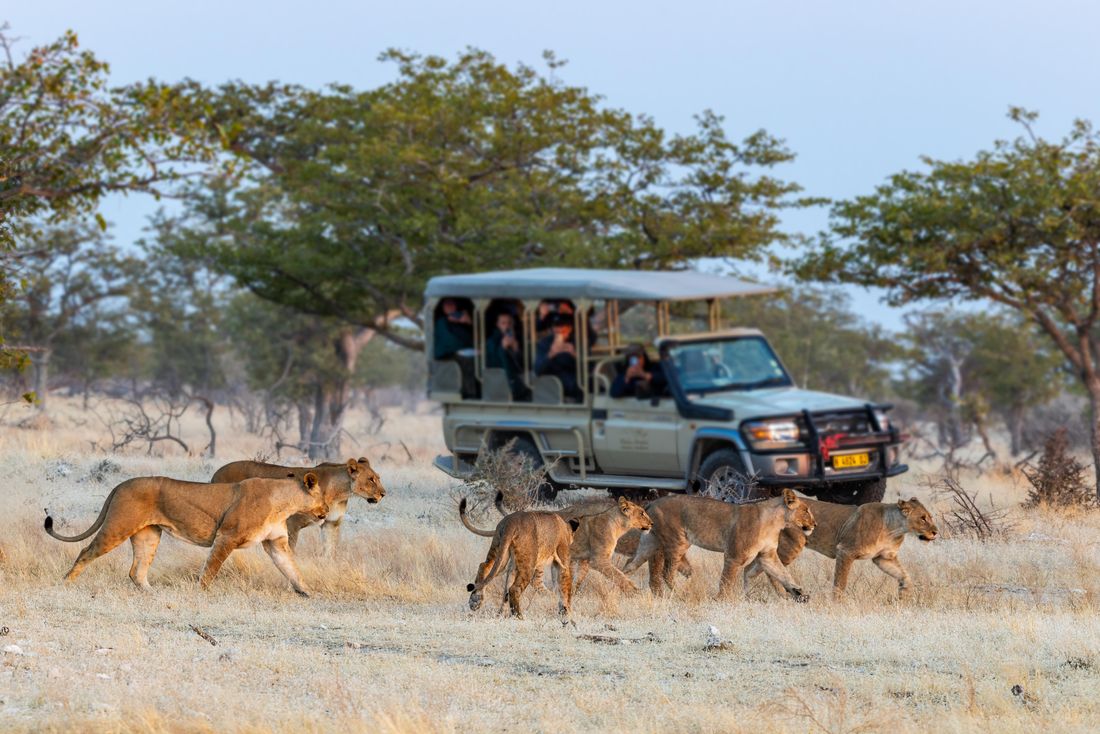 Une troupe de lions passant devant un véhicule de safari ouvert à Etosha Heights