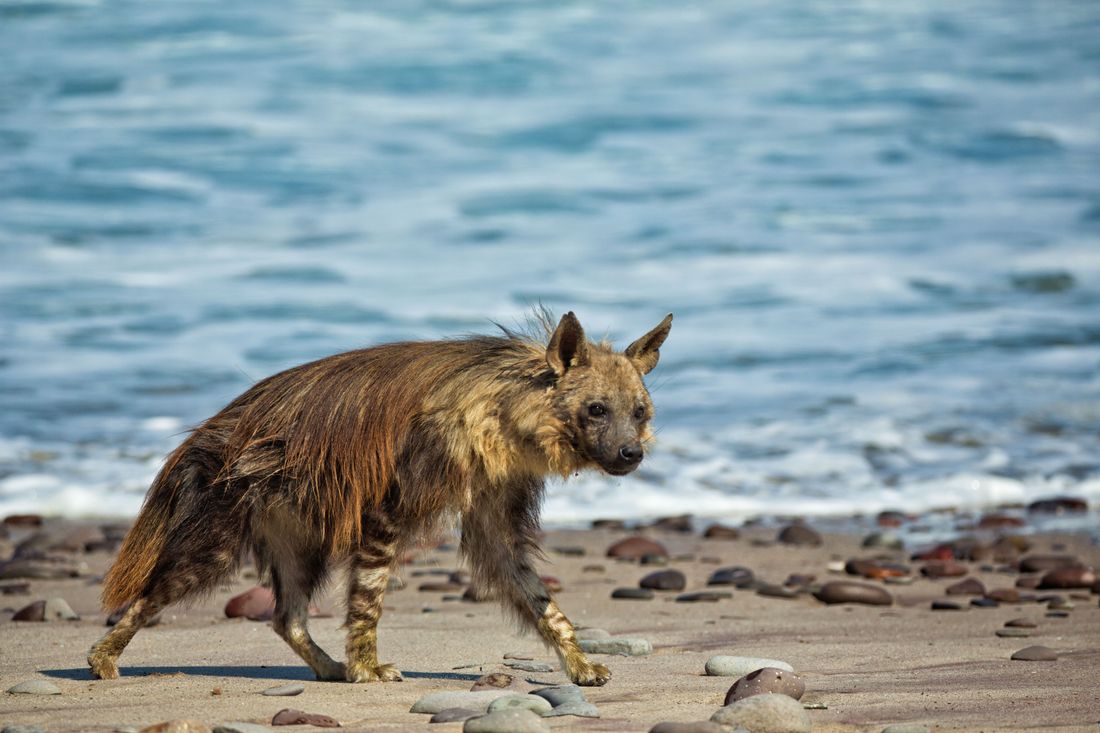 A brown hyena trotting along the beach on the Skeleton coast