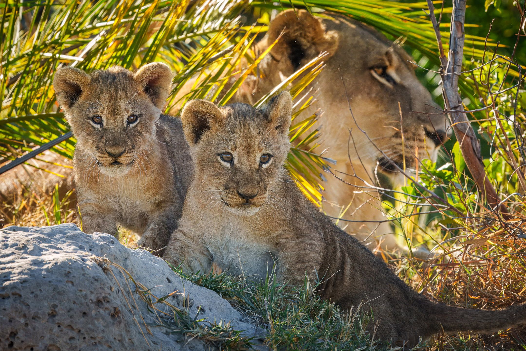 Pelo - Tented Camp, Botswana (15 of 18)