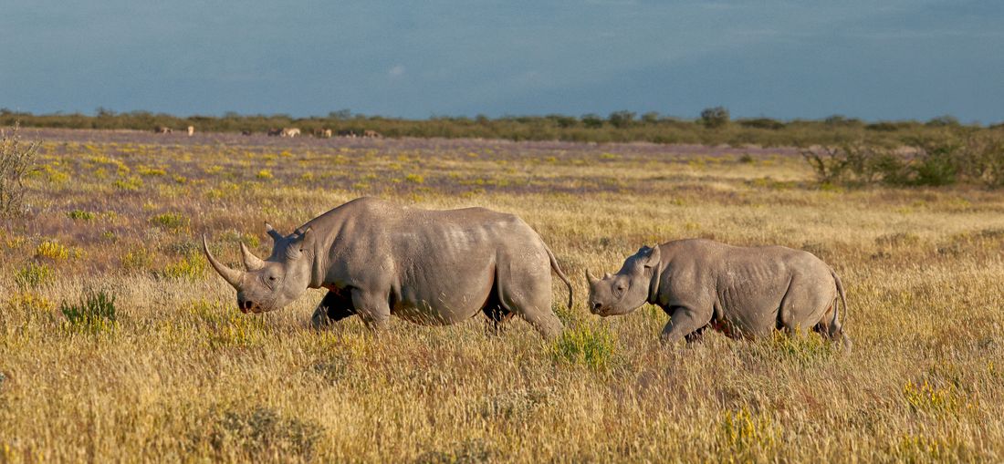 Une femelle rhinocéros noir et son petit en train de brouter dans les plaines ouvertes d'Etosha Heights