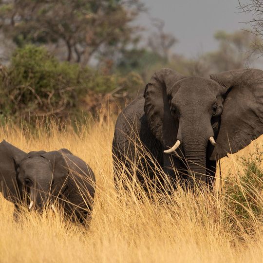 African elephants moving through tall golden grass in Botswana's Okavango Delta during safari game drive