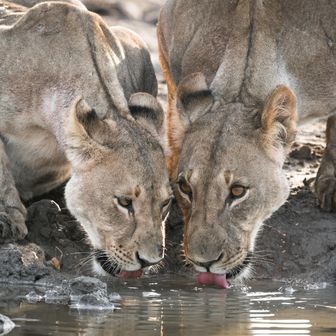 Comment organiser un safari de luxe dans le parc national d'Etosha ?