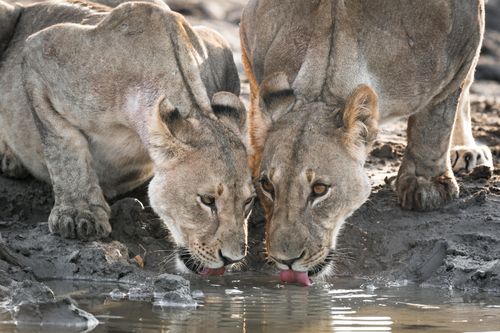 Comment organiser un safari de luxe dans le parc national d'Etosha ?