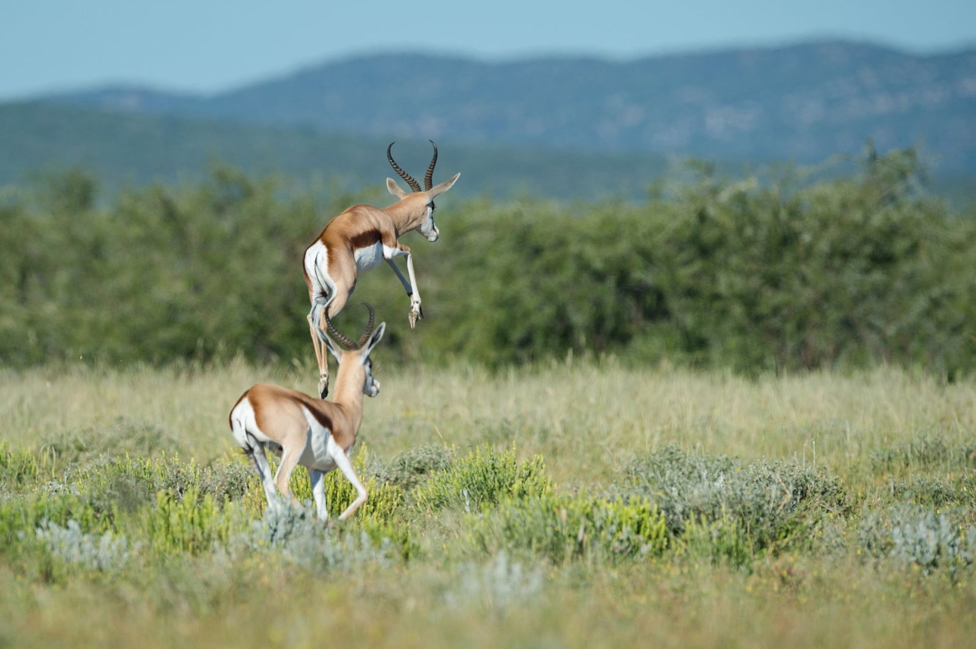 Un couple de springboks dans la végétation verdoyante d'Etosha, l'un d'eux faisant un bond spectaculaire.