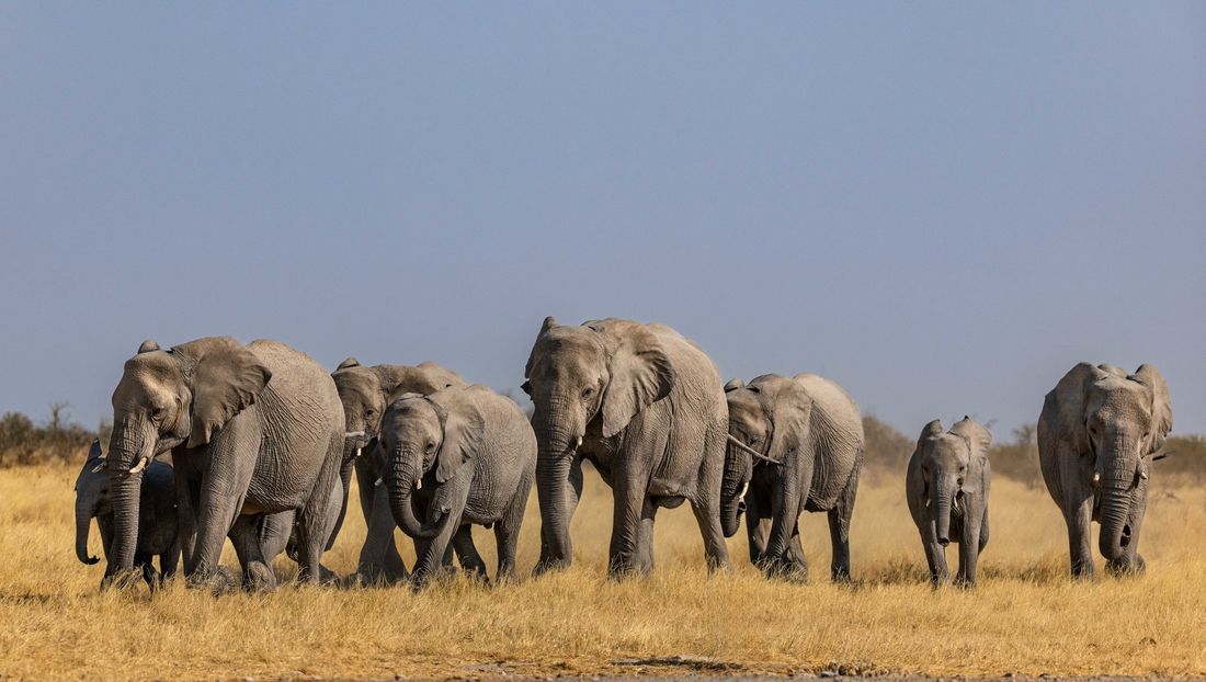 Un troupeau d'éléphants en file indienne traversant une savane dorée