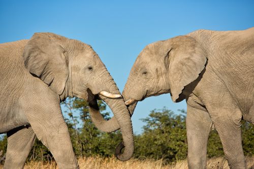 Réserve privée d'Etosha Heights :