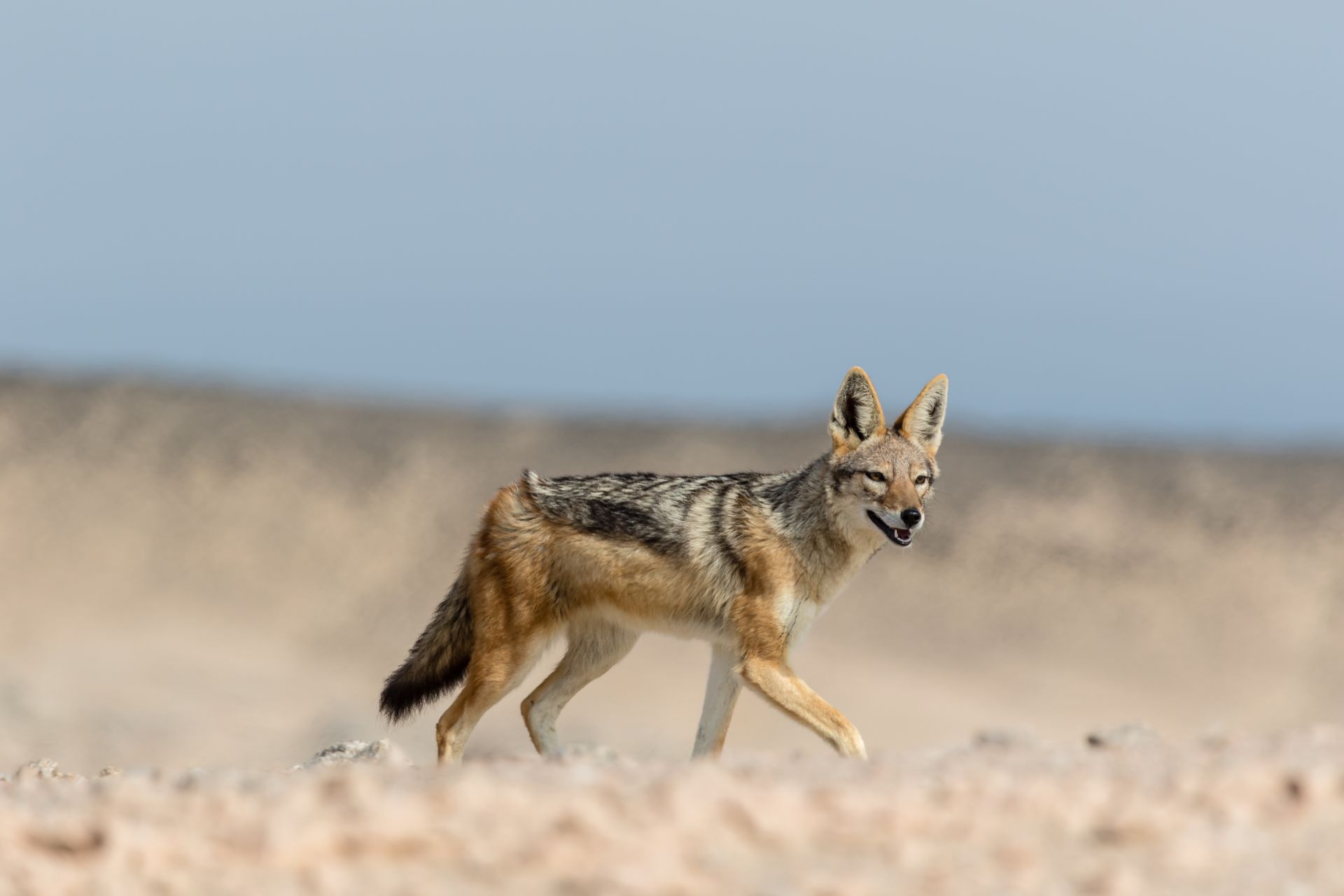 A silver-backed jackal trots along the Skeleton Coast beach