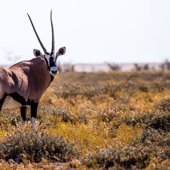 Parcs nationaux ou réserves privées en Namibie : comment choisir ?